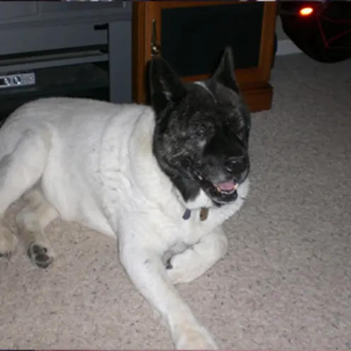 Dog with black head and white body laying on carpet